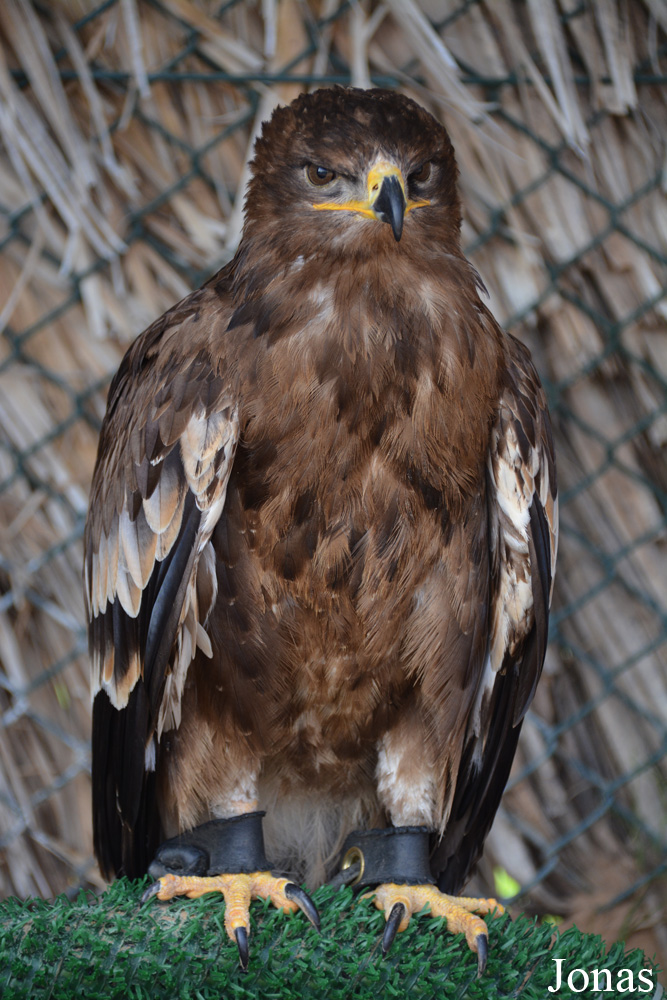 Aquila nipalensis