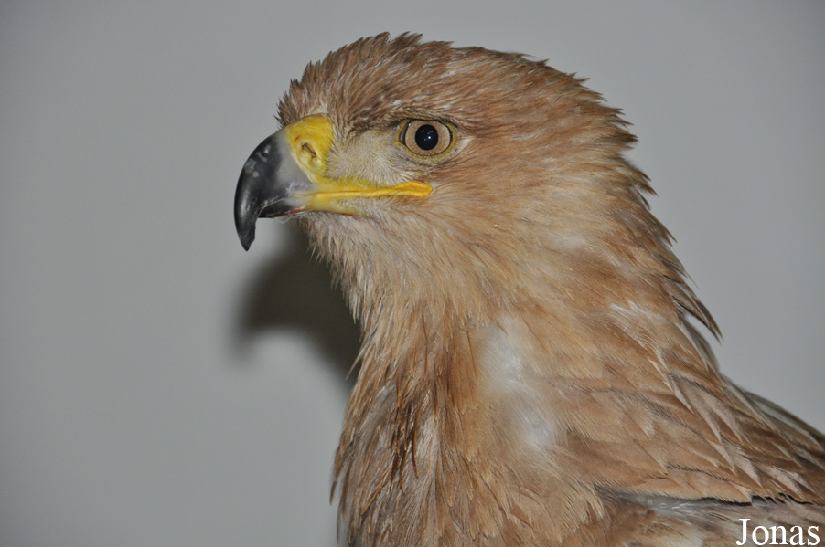 Aquila rapax belisarius