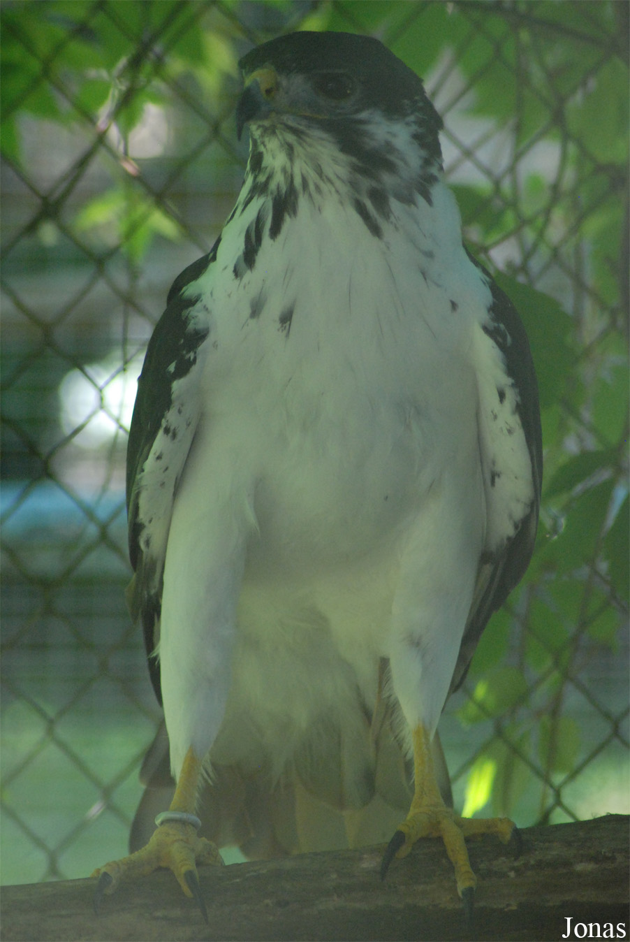 Buteo augur