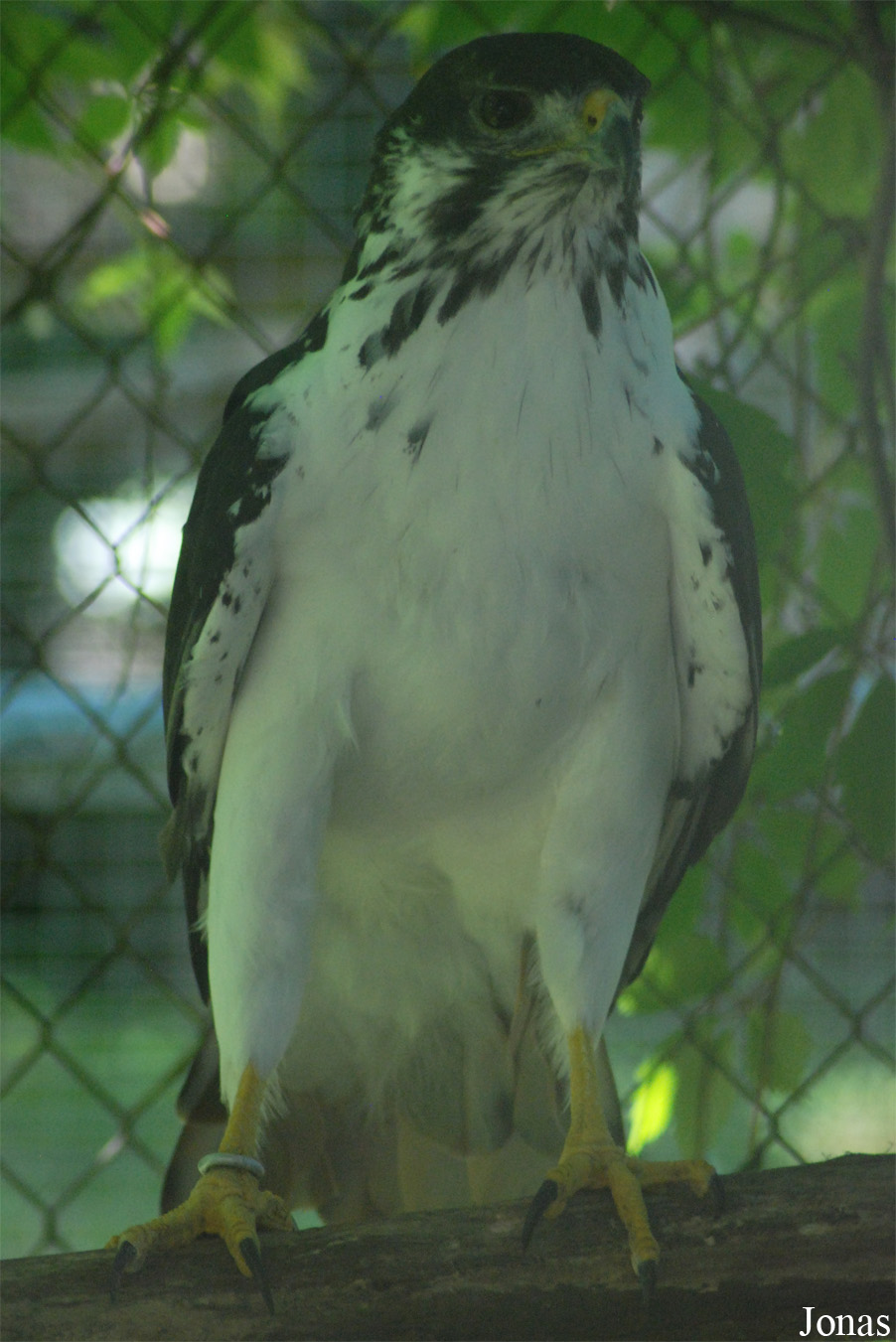 Buteo augur