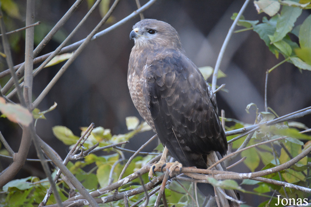Buteo buteo
