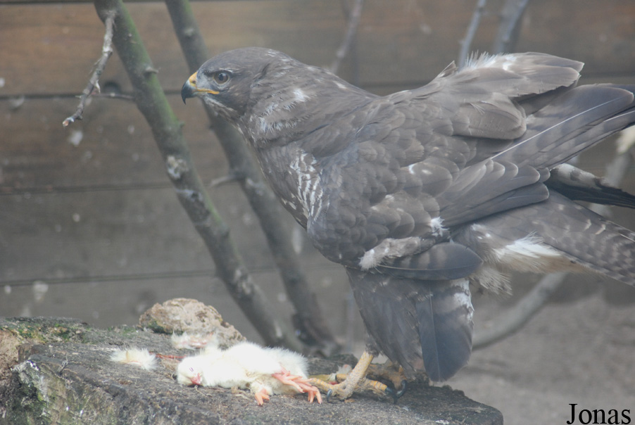 Buteo buteo