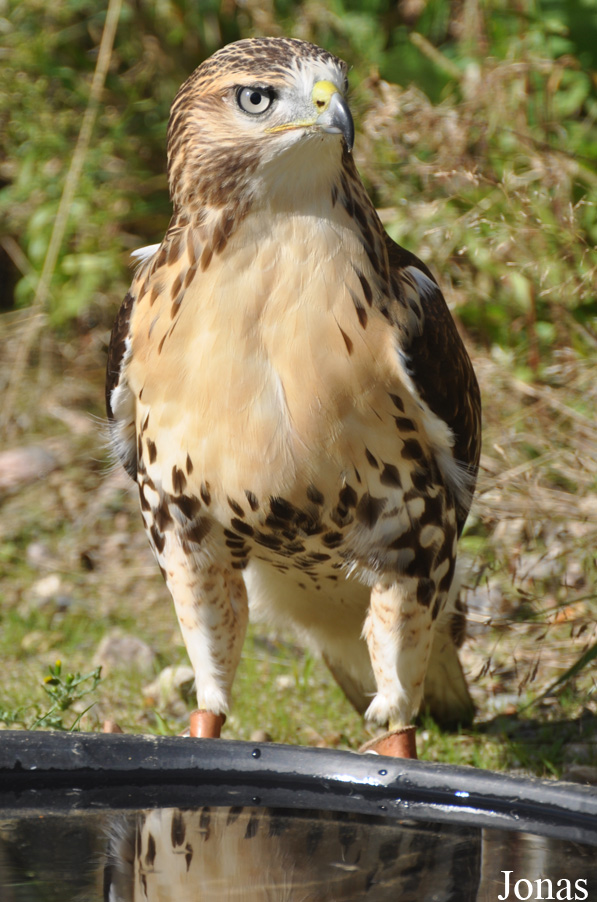 Buteo regalis