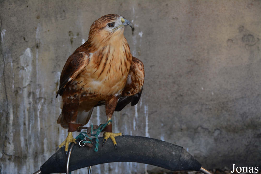 Buteo rufinus
