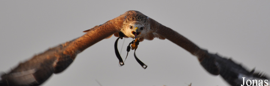 Buteo rufinus
