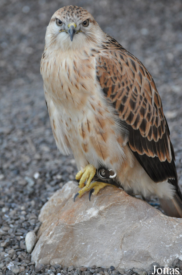 Buteo rufinus