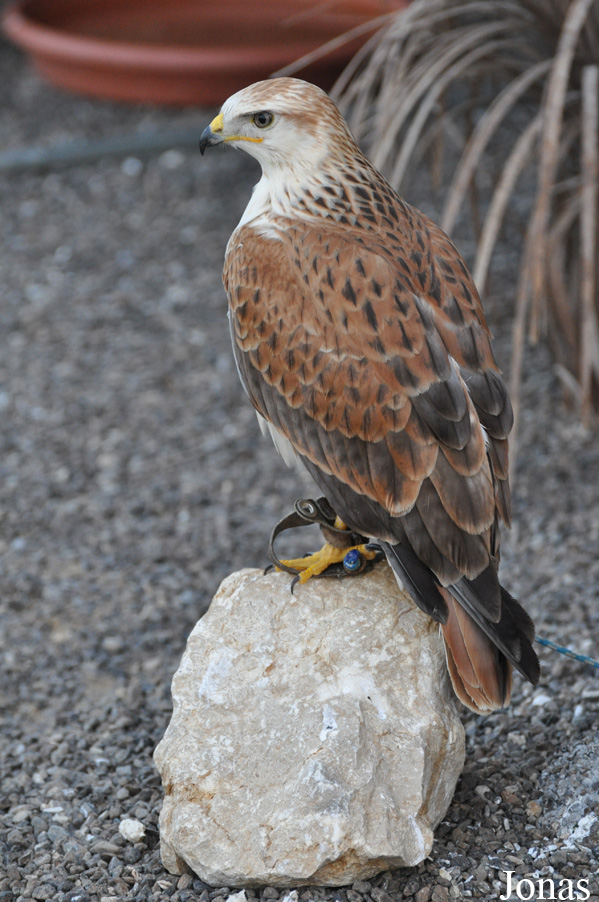 Buteo rufinus