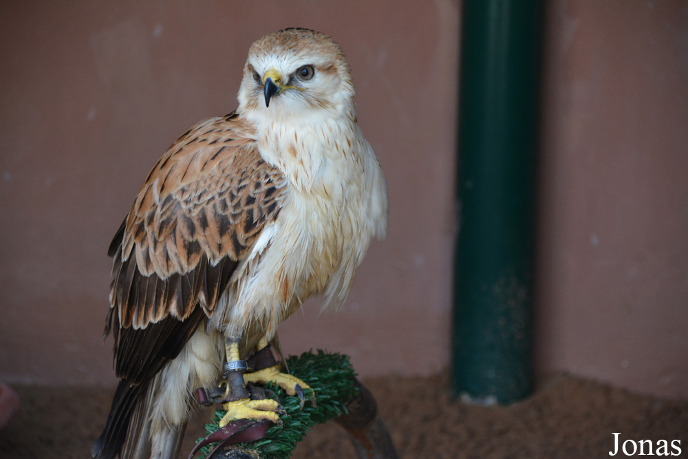 Buteo rufinus