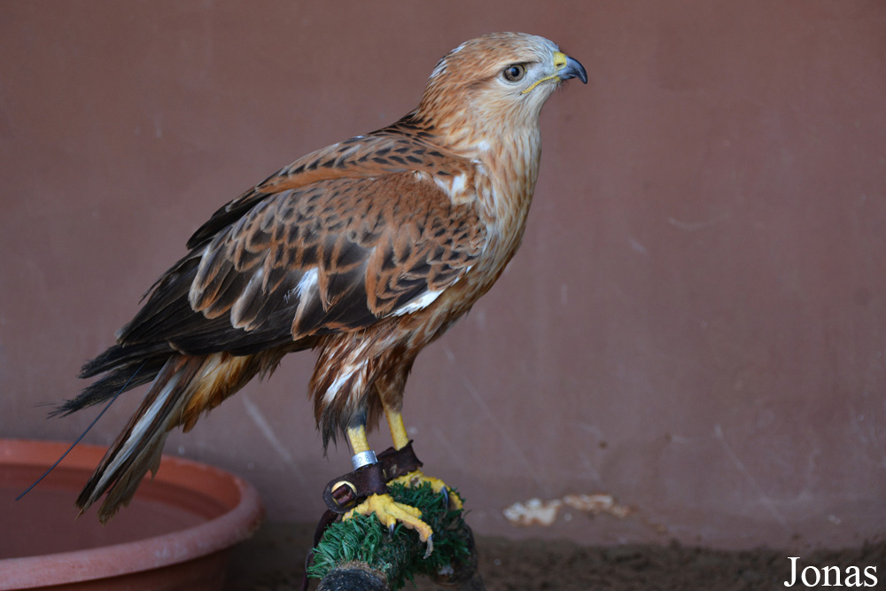 Buteo rufinus