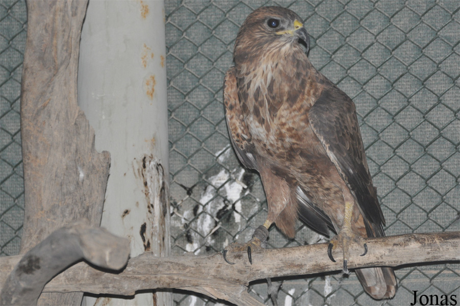 Buteo rufinus