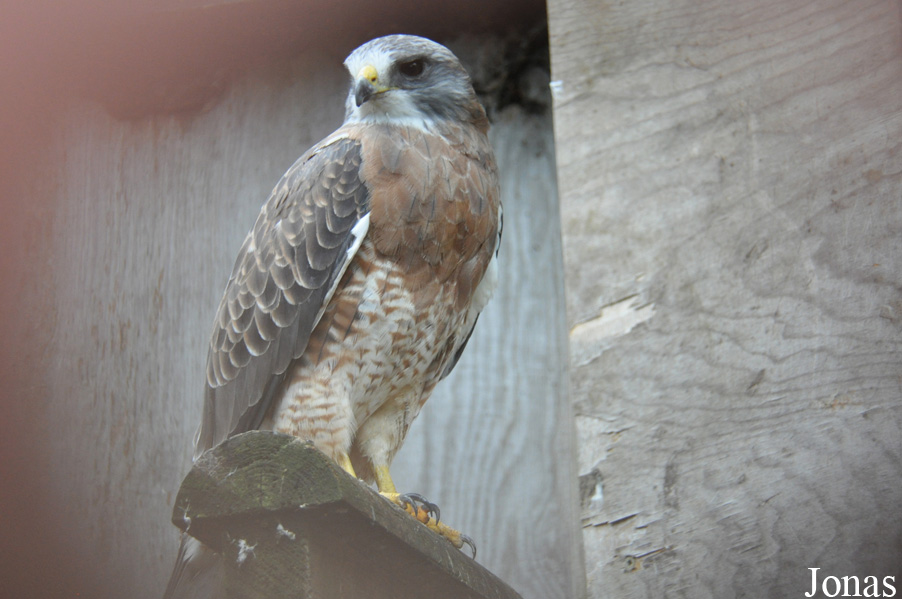 Buteo swainsoni