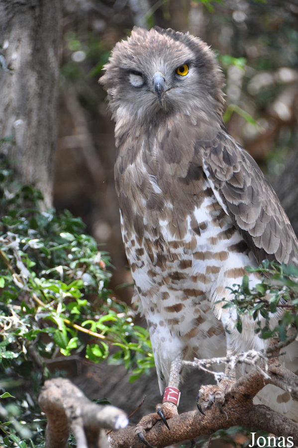 Circaetus gallicus