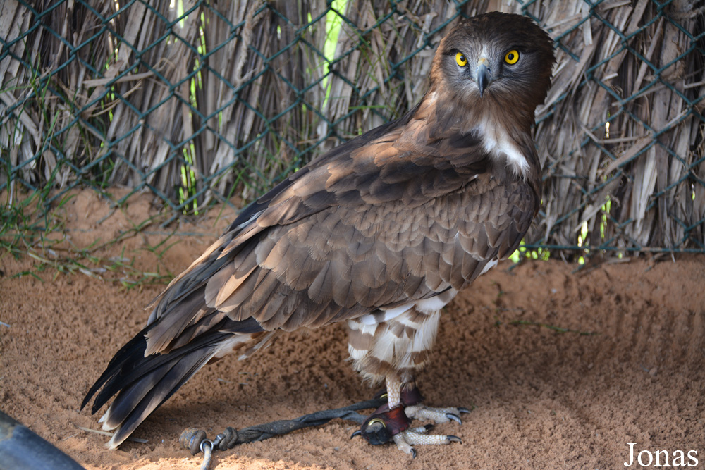 Circaetus gallicus