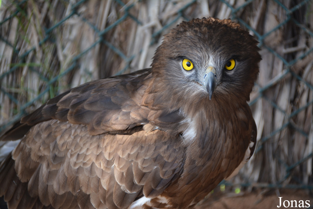 Circaetus gallicus