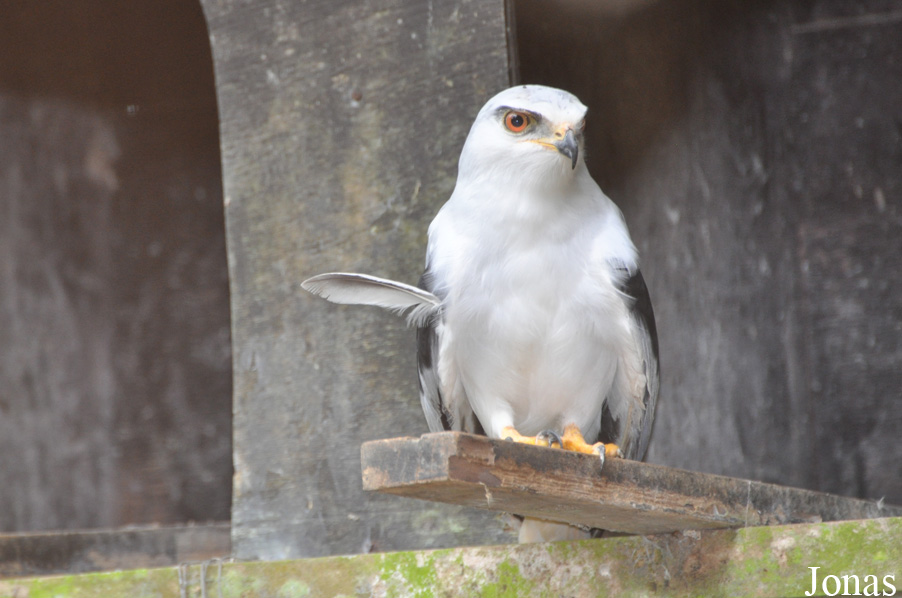 Elanus caeruleus