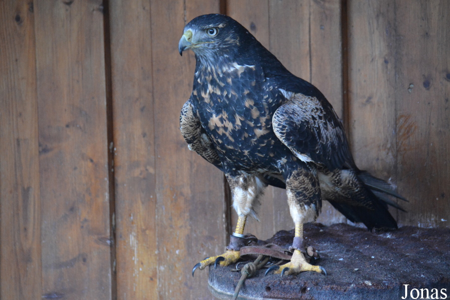 Geranoaetus melanoleucus