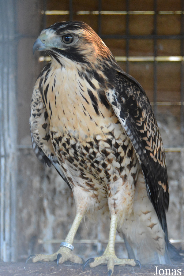 Geranoaetus polyosoma