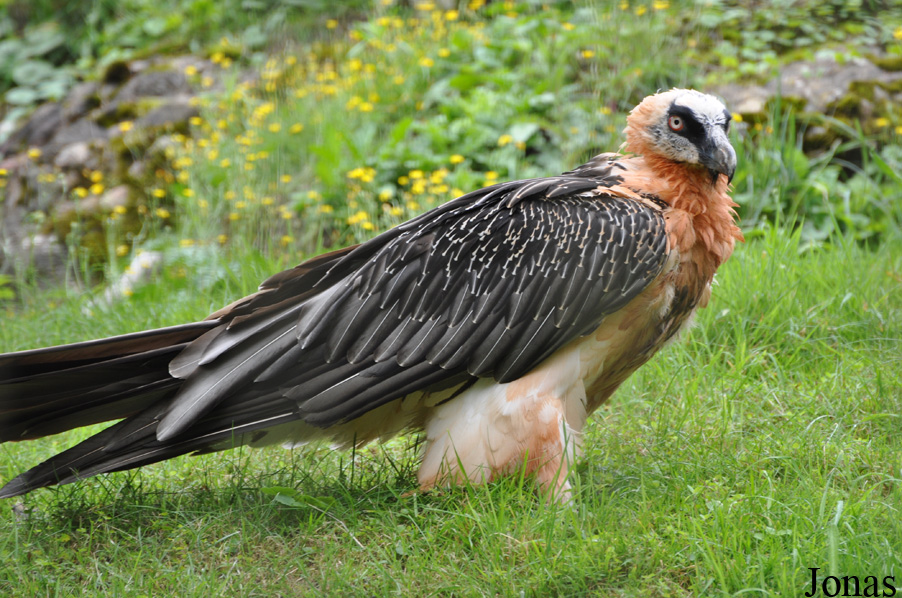 Gypaetus barbatus barbatus