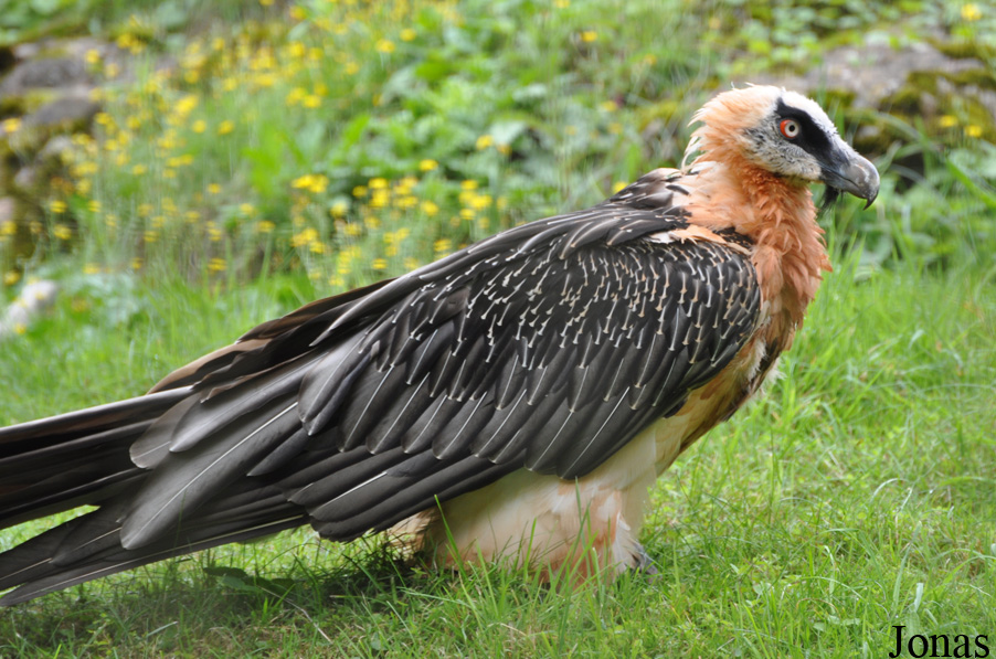 Gypaetus barbatus barbatus