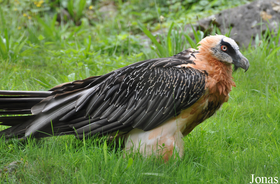 Gypaetus barbatus barbatus