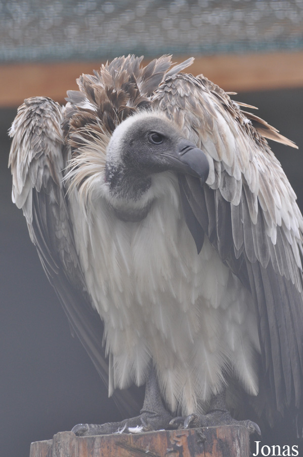Gyps africanus