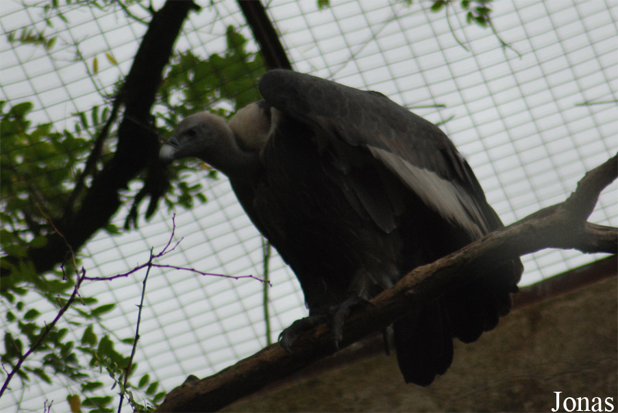Gyps bengalensis