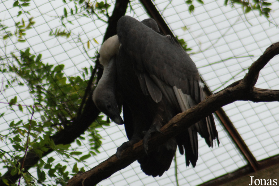Gyps bengalensis