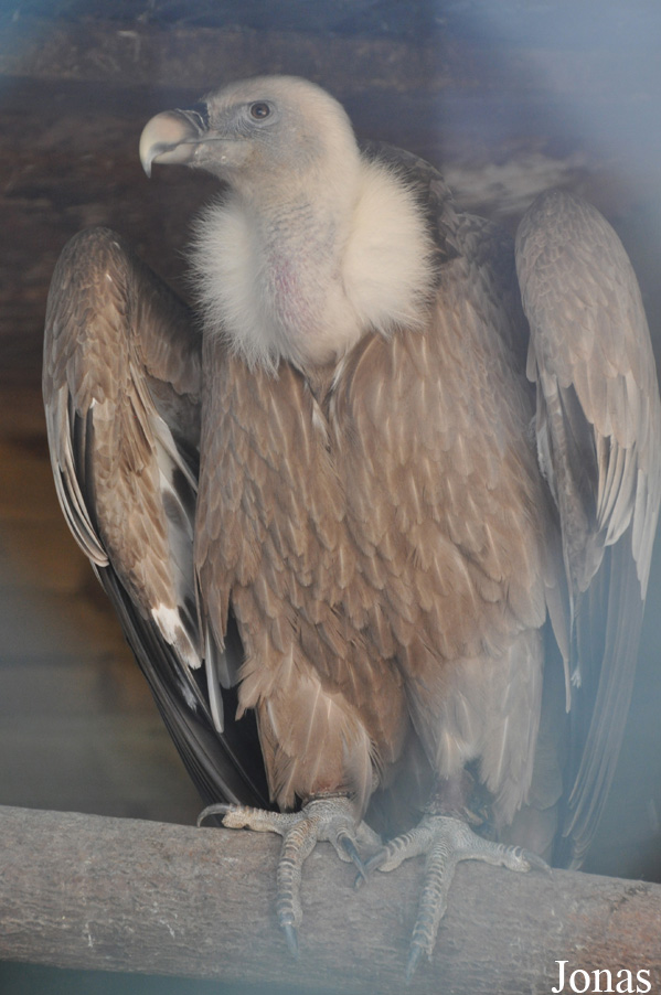 Gyps coprotheres