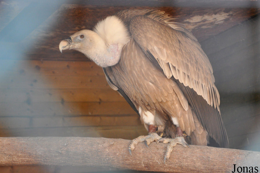 Gyps coprotheres