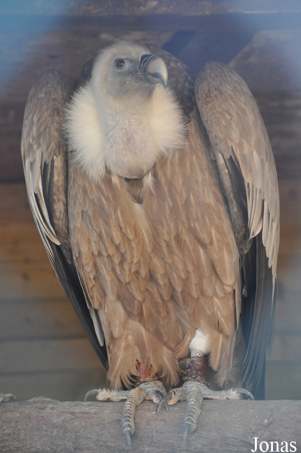 Gyps coprotheres