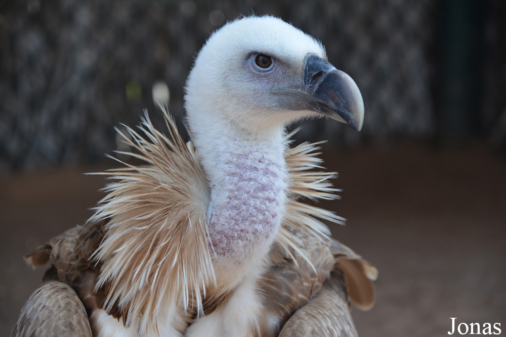 Gyps fulvus