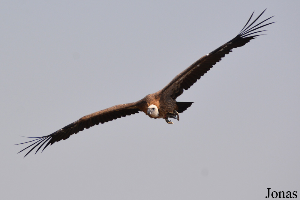 Gyps fulvus