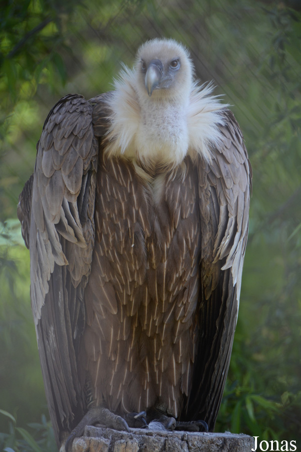 Gyps fulvus