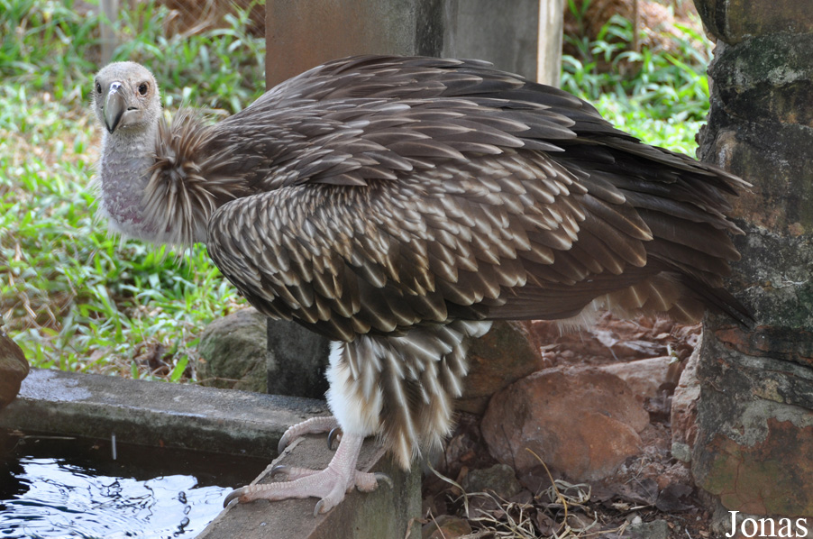 Gyps himalayensis