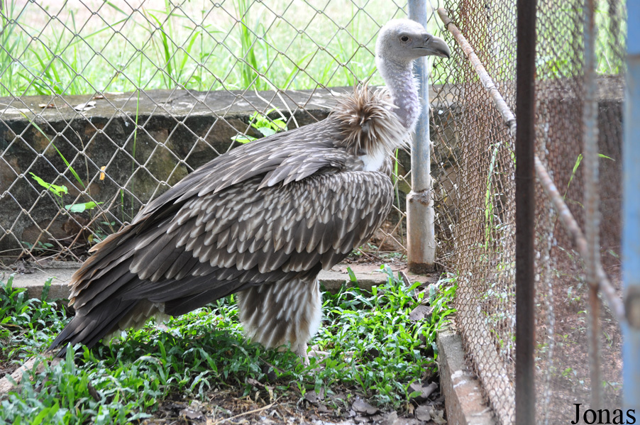 Gyps himalayensis