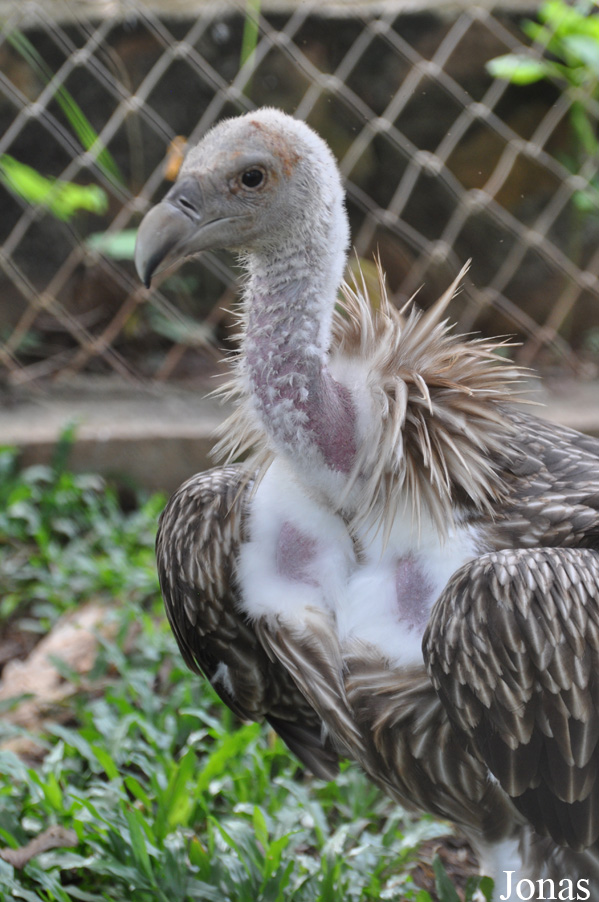 Gyps himalayensis