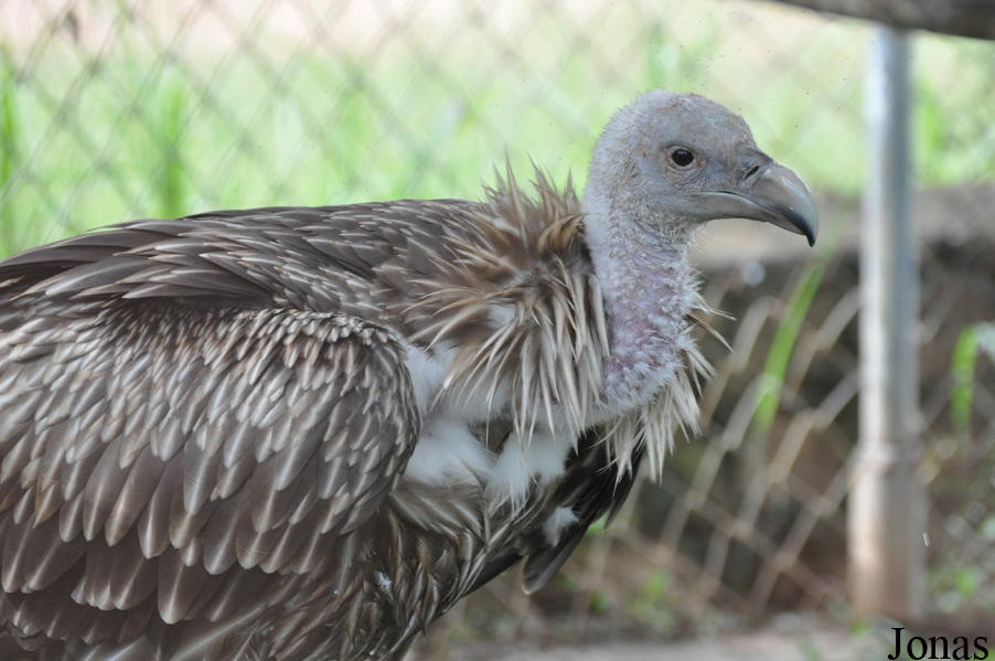 Gyps himalayensis