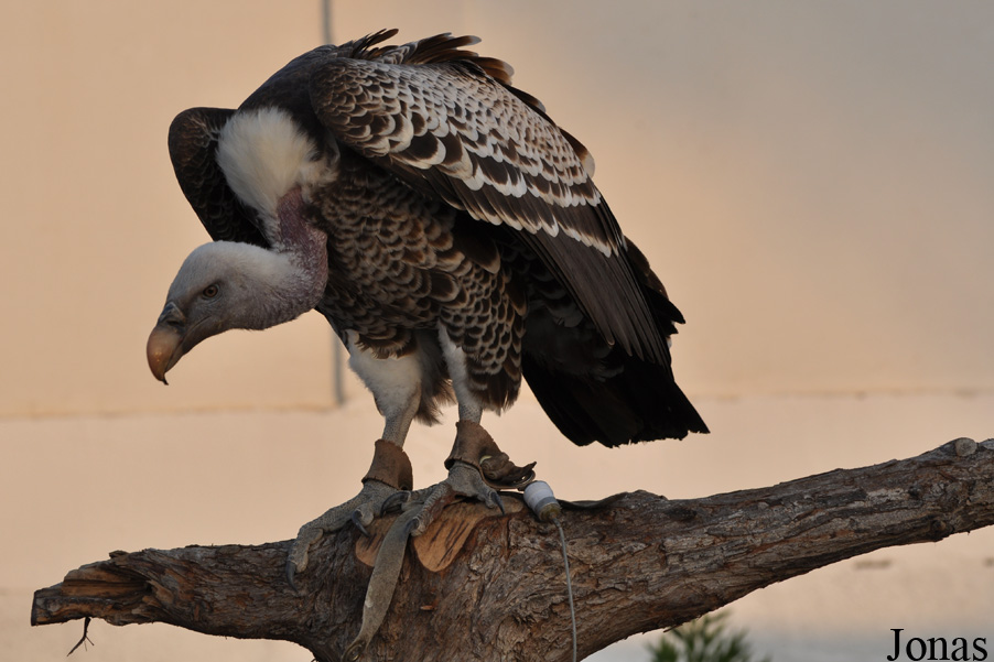 Gyps rueppellii