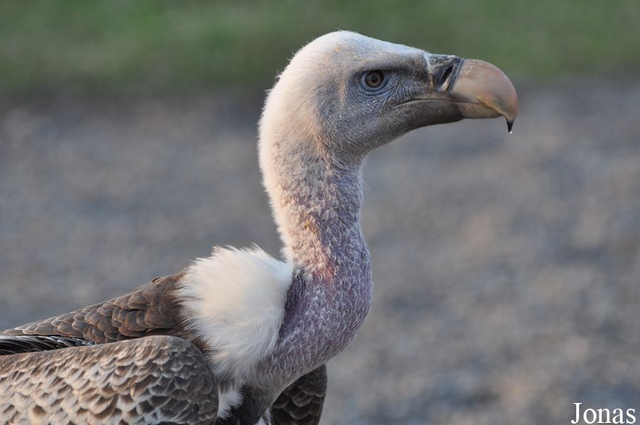 Gyps rueppellii