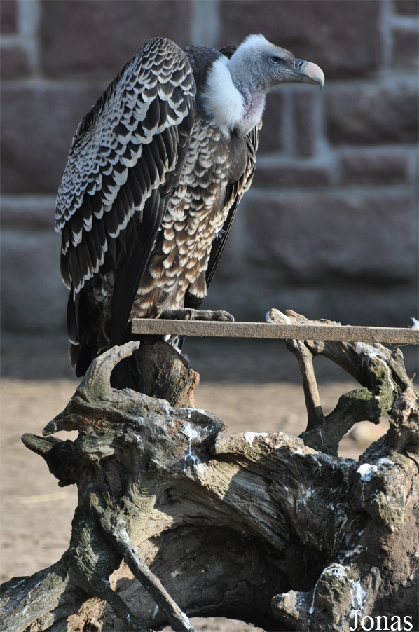 Gyps rueppellii