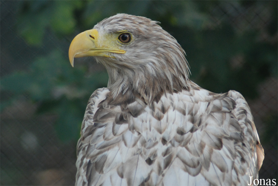 Haliaeetus albicilla