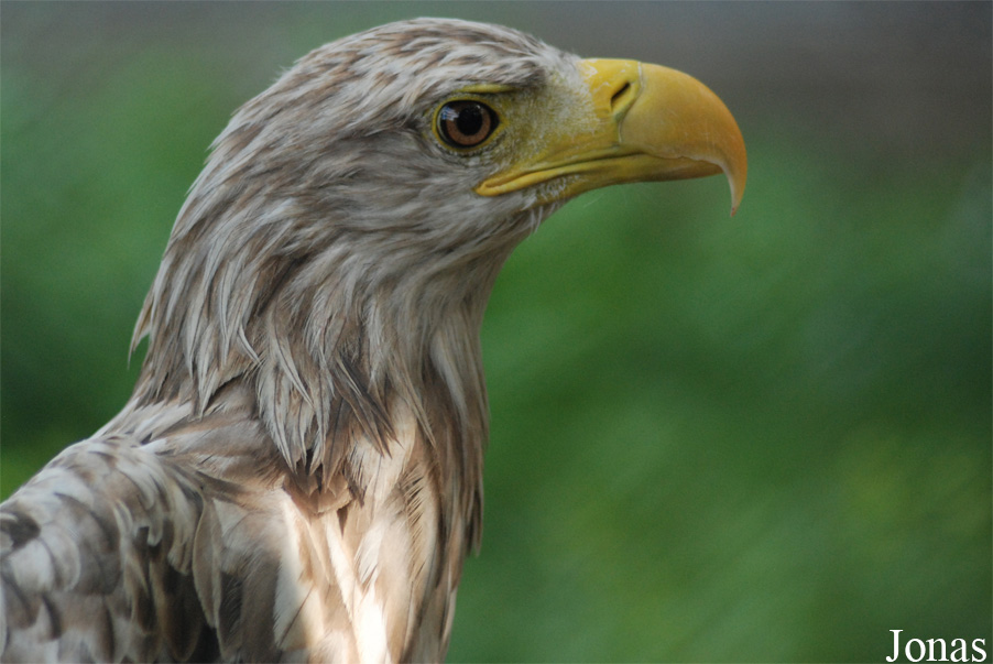 Haliaeetus albicilla