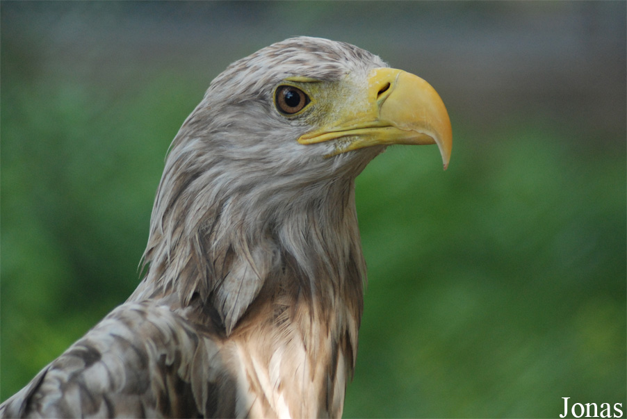Haliaeetus albicilla