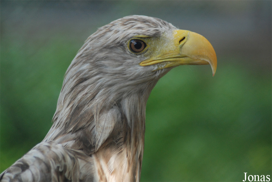 Haliaeetus albicilla