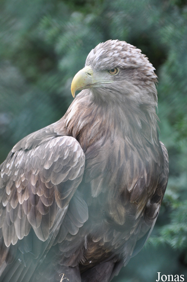 Haliaeetus albicilla