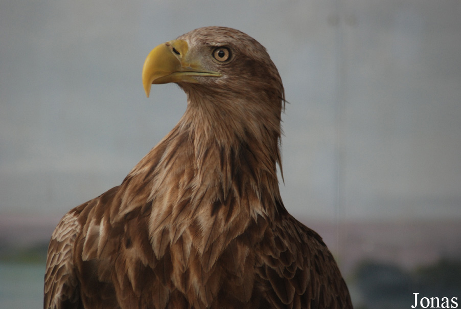 Haliaeetus albicilla