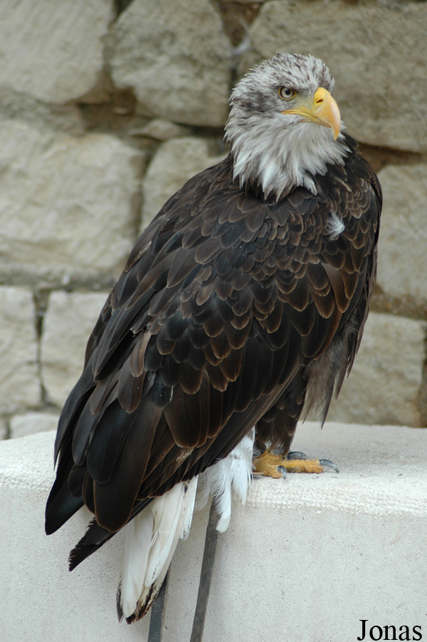 Haliaeetus leucocephalus