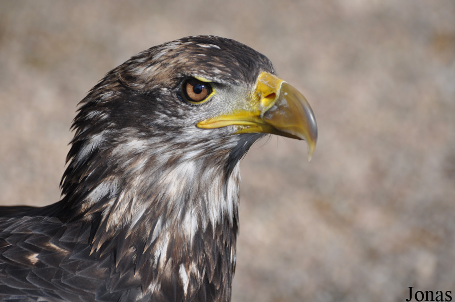 Haliaeetus leucocephalus