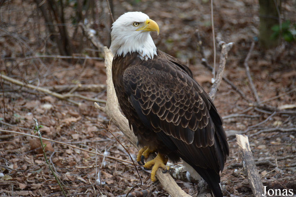 Haliaeetus leucocephalus