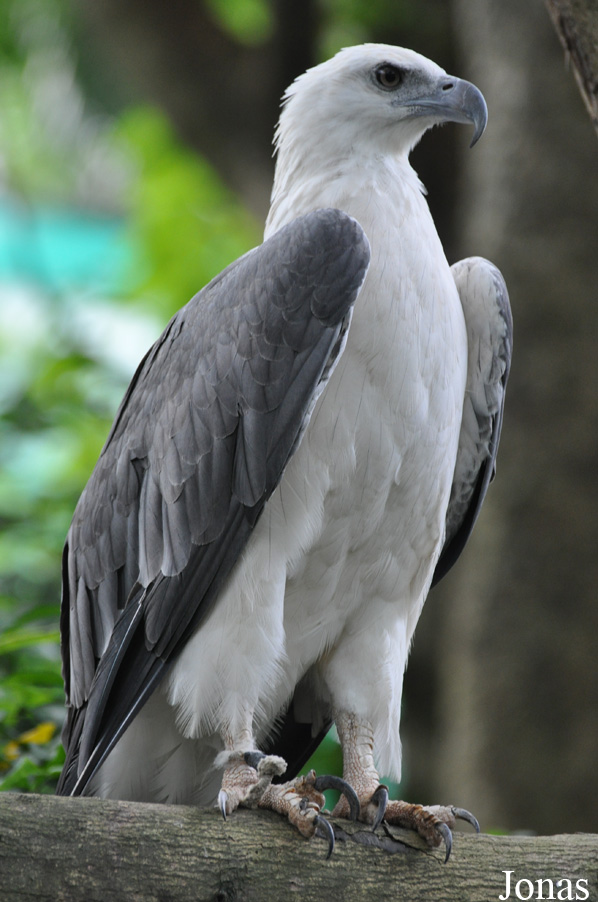 Haliaeetus leucogaster